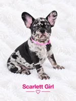 Scarlett AKC, a female French Bulldog for sale in Sterling Heights, MI – 5 of 10