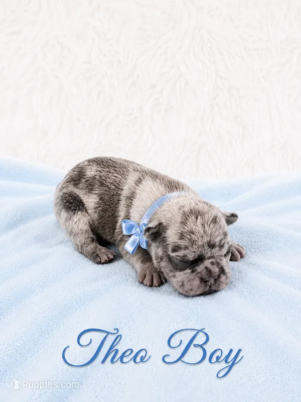 Theo AKC – French Bulldog puppy for sale in Sterling Heights, MI