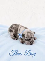 Theo AKC, a male French Bulldog for sale in Sterling Heights, MI – 5 of 10