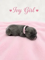 Ivy AKC, a female French Bulldog for sale in Sterling Heights, MI – 4 of 10