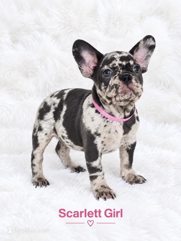 Scarlett AKC – French Bulldog puppy for sale in Sterling Heights, MI