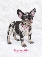 Scarlett AKC, a female French Bulldog for sale in Sterling Heights, MI – 1 of 10