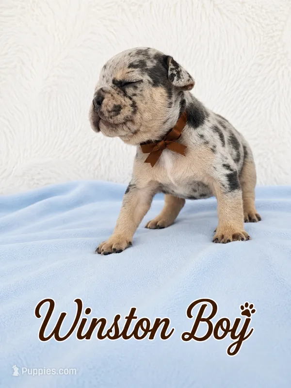 Winston AKC – French Bulldog puppy for sale in Sterling Heights, MI