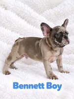 Bennett AKC, a male French Bulldog for sale in Sterling Heights, MI – 7 of 10
