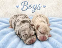 Litter of 6, a female French Bulldog for sale in Sterling Heights, MI – 2 of 8