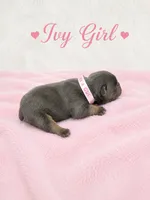 Ivy AKC, a female French Bulldog for sale in Sterling Heights, MI – 6 of 10