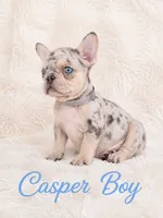 Casper Akc , a male French Bulldog for sale in Sterling Heights, MI – 8 of 10