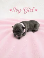 Ivy AKC, a female French Bulldog for sale in Sterling Heights, MI – 5 of 10