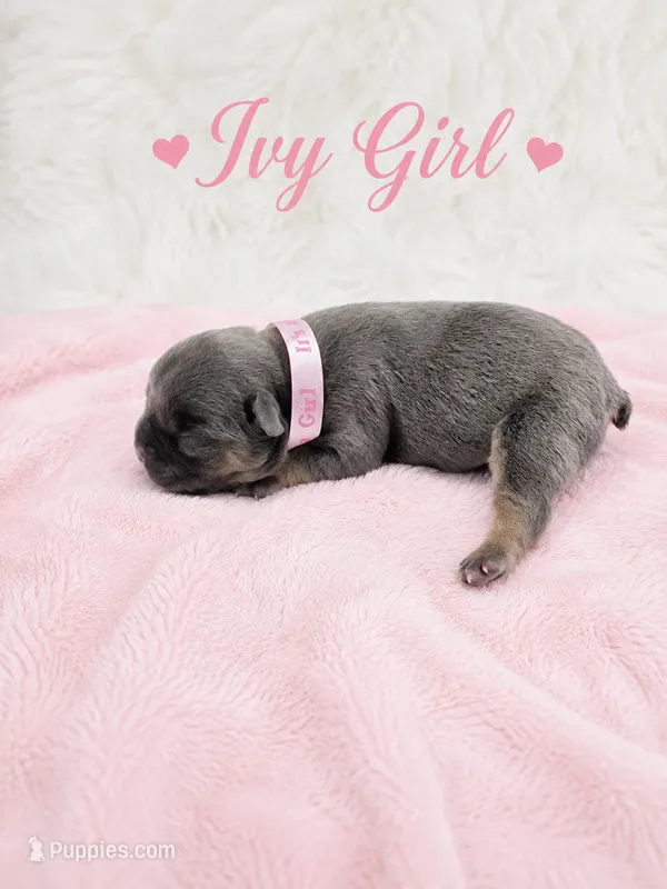 Ivy AKC – French Bulldog puppy for sale in Sterling Heights, MI