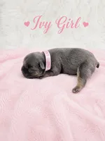 Ivy AKC, a female French Bulldog for sale in Sterling Heights, MI – 1 of 10