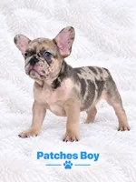 Patches AKC, a male French Bulldog for sale in Sterling Heights, MI – 3 of 10