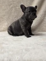 Scarlet Akc, a female French Bulldog for sale in Sterling Heights, MI – Photo 7 of 10