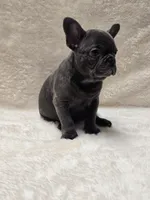 Scarlet Akc, a female French Bulldog for sale in Sterling Heights, MI – Photo 4 of 10