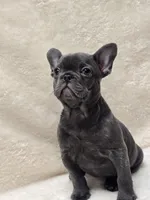 Scarlet Akc, a female French Bulldog for sale in Sterling Heights, MI – Photo 6 of 10