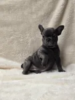 Scarlet Akc, a female French Bulldog for sale in Sterling Heights, MI – Photo 2 of 10