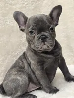 Scarlet Akc, a female French Bulldog for sale in Sterling Heights, MI – Photo 10 of 10