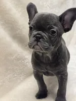 Scarlet Akc, a female French Bulldog for sale in Sterling Heights, MI – Photo 8 of 10