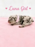 Luna AKC, a female French Bulldog for sale in Sterling Heights, MI – 6 of 10