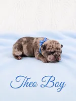Theo AKC, a male French Bulldog for sale in Sterling Heights, MI – 1 of 10