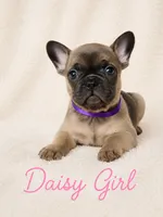 Daisy AKC, a female French Bulldog for sale in Sterling Heights, MI – 7 of 10