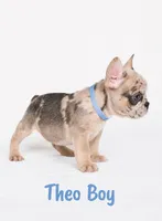 Theo AKC, a male French Bulldog for sale in Sterling Heights, MI – 4 of 10