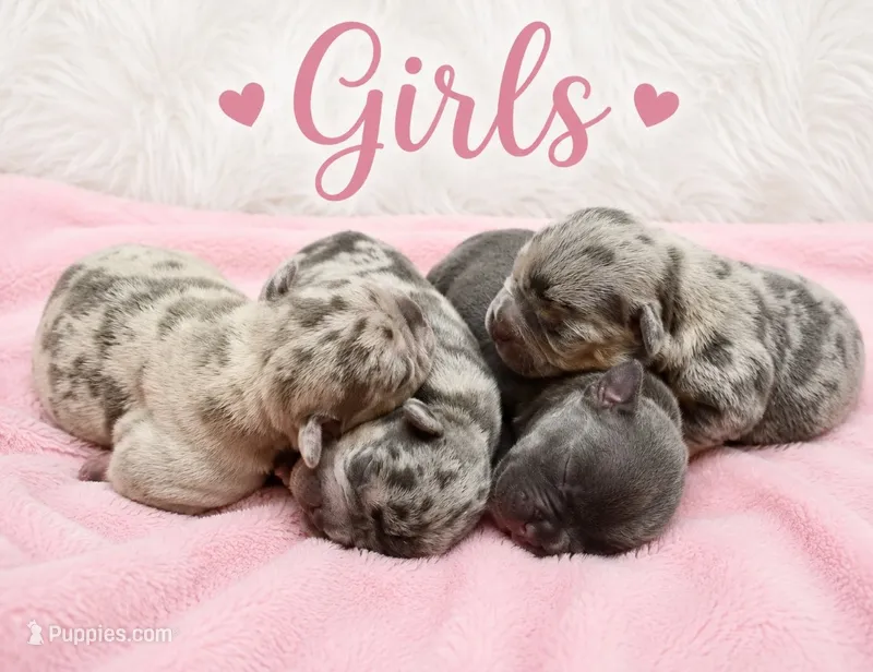 Litter of 6 – French Bulldog puppy for sale in Sterling Heights, MI