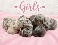 Litter of 6, a female French Bulldog for sale in Sterling Heights, MI – 1 of 8