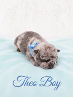 Theo AKC, a male French Bulldog for sale in Sterling Heights, MI – 2 of 10