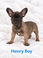 Henry AKC, a male French Bulldog for sale in Sterling Heights, MI – 3 of 9