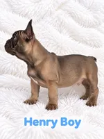 Henry AKC, a male French Bulldog for sale in Sterling Heights, MI – 8 of 9