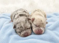 Litter of 6, a female French Bulldog for sale in Sterling Heights, MI – 4 of 8