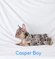 Casper Akc , a male French Bulldog for sale in Sterling Heights, MI – 8 of 10