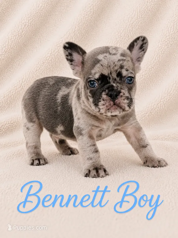 Bennett AKC – French Bulldog puppy for sale in Sterling Heights, MI