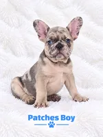 Patches AKC, a male French Bulldog for sale in Sterling Heights, MI – 7 of 10