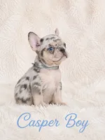 Casper Akc , a male French Bulldog for sale in Sterling Heights, MI – 10 of 10