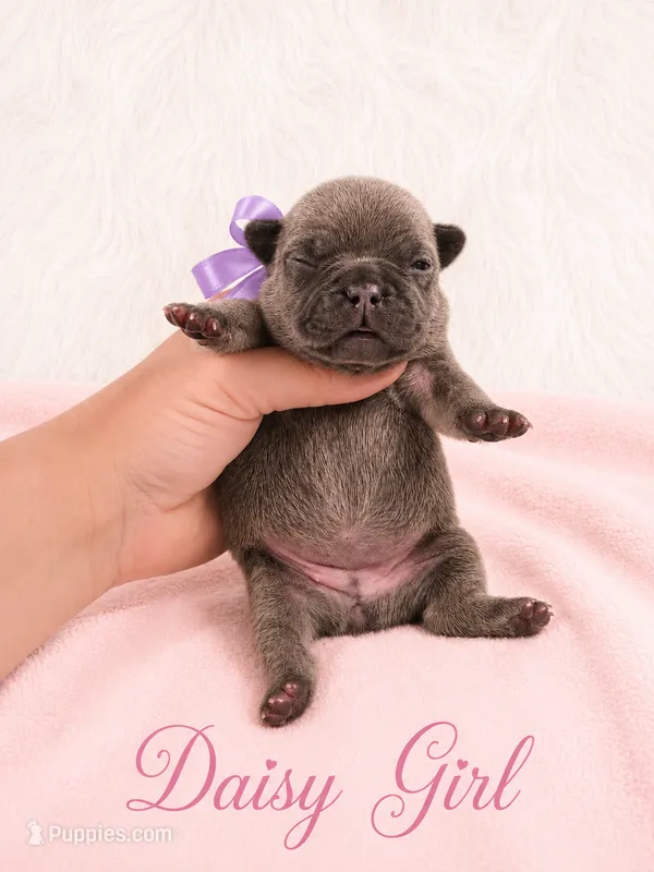 Daisy AKC – French Bulldog puppy for sale in Sterling Heights, MI