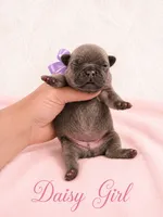 Daisy AKC, a female French Bulldog for sale in Sterling Heights, MI – 2 of 10