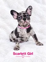 Scarlett AKC, a female French Bulldog for sale in Sterling Heights, MI – 2 of 10