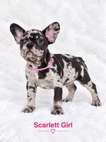 Scarlett AKC, a female French Bulldog for sale in Sterling Heights, MI – 6 of 10