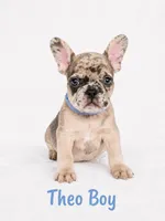 Theo AKC, a male French Bulldog for sale in Sterling Heights, MI – 10 of 10
