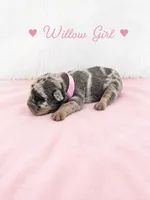Willow AKC, a female French Bulldog for sale in Sterling Heights, MI – 2 of 10