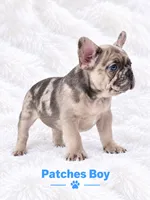 Patches AKC, a male French Bulldog for sale in Sterling Heights, MI – 9 of 10