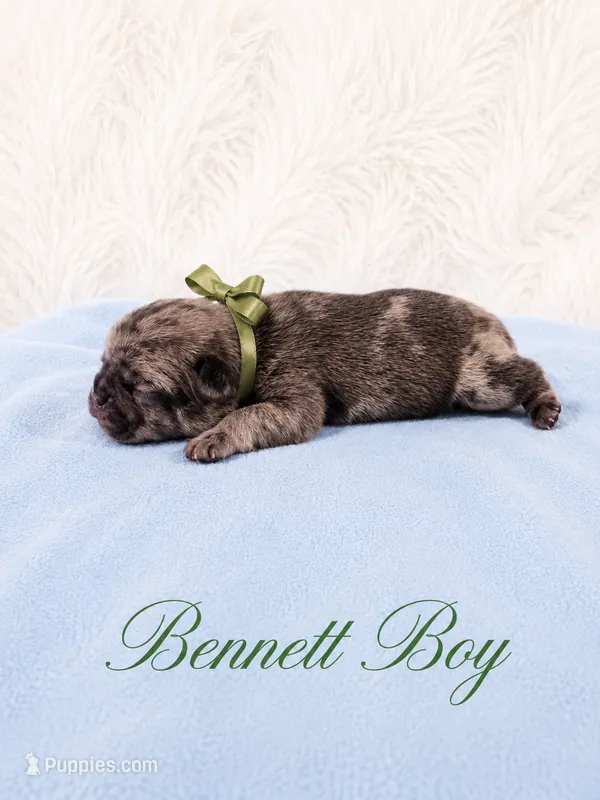 Bennett AKC – French Bulldog puppy for sale in Sterling Heights, MI