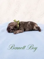 Bennett AKC, a male French Bulldog for sale in Sterling Heights, MI – 3 of 10