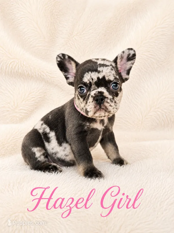 Hazel Akc – French Bulldog puppy for sale in Sterling Heights, MI