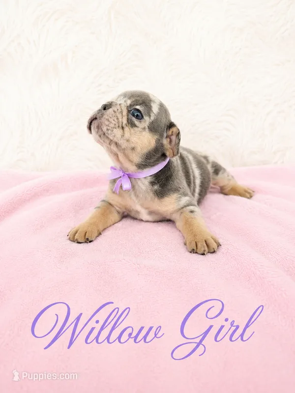 Willow AKC – French Bulldog puppy for sale in Sterling Heights, MI