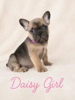 Daisy AKC, a female French Bulldog for sale in Sterling Heights, MI – 5 of 10