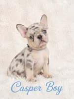 Casper Akc , a male French Bulldog for sale in Sterling Heights, MI – 9 of 10