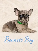 Bennett AKC, a male French Bulldog for sale in Sterling Heights, MI – 7 of 10