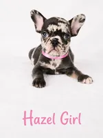 Hazel Akc, a female French Bulldog for sale in Sterling Heights, MI – 10 of 10